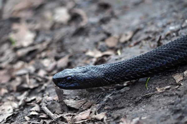 Serpent Noir Rampe Sur Les Feuilles Forêt — Photo