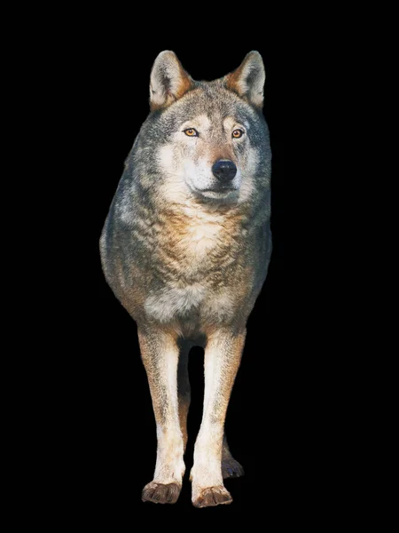 Lupo Piedi Grigio Pieno Formato Carino — Foto Stock