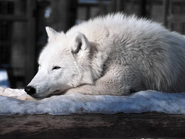 Biały Wilk Układanie Myślenia Śniegu — Zdjęcie stockowe