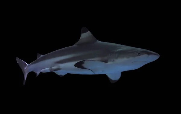 Tubarão Tamanho Real Isolado Preto — Fotografia de Stock