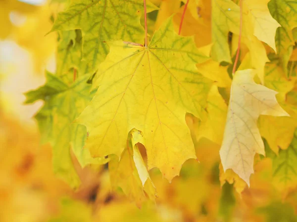 Yellow Mapple Leaf Tree Macro — Stock Photo, Image