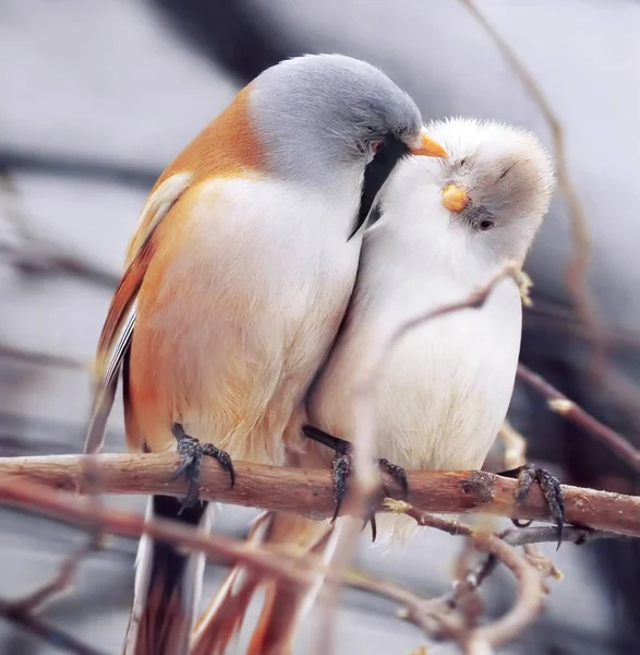 Petits Oiseaux Blancs Petits Oiseaux Bleus Mignons Assis Branche Regardant — Photo