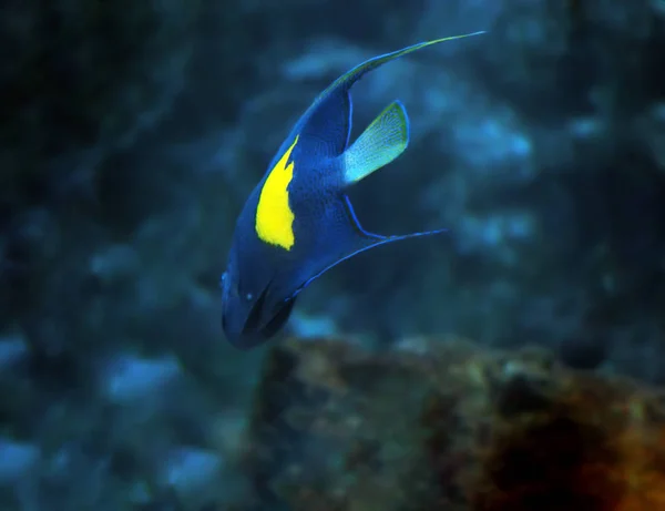 Modré Ryby Žlutá Skvrna Hluboké Moře Pohled Úplně Zezadu — Stock fotografie