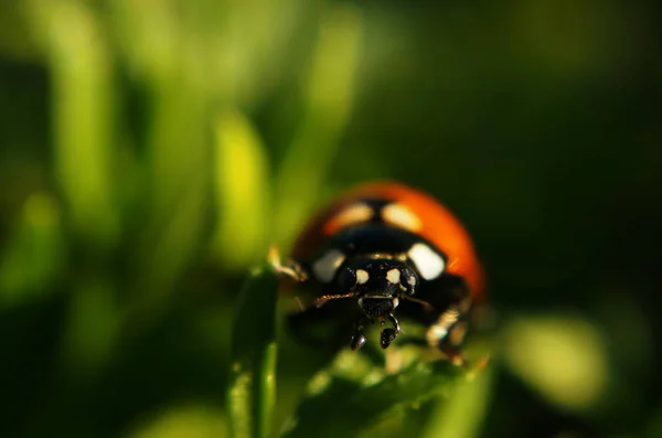 Ladybug Rosso Macchiato Arrampicata Seduto Erba Verde Sole — Foto Stock