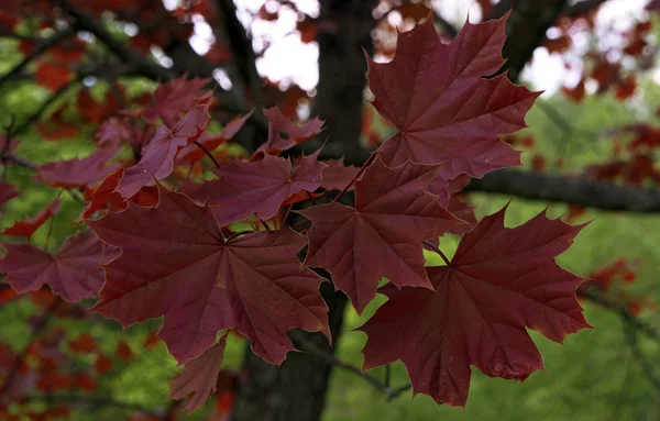 branch with autumn red maple leaves