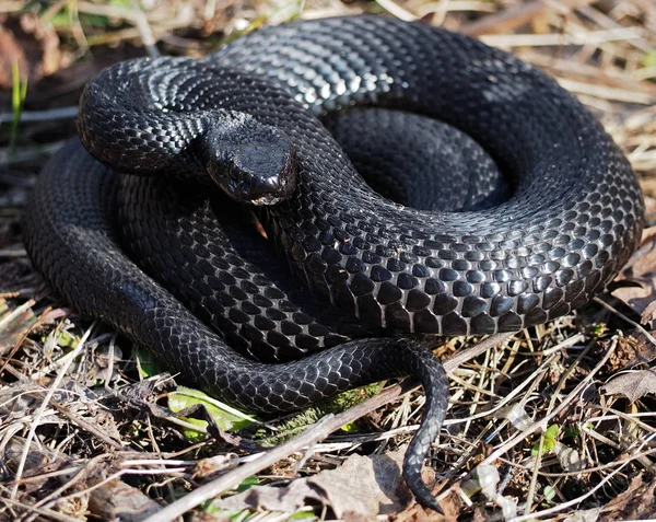 Serpiente Negra Escondida Hierba Sol Acurrucada Una Bola — Foto de Stock