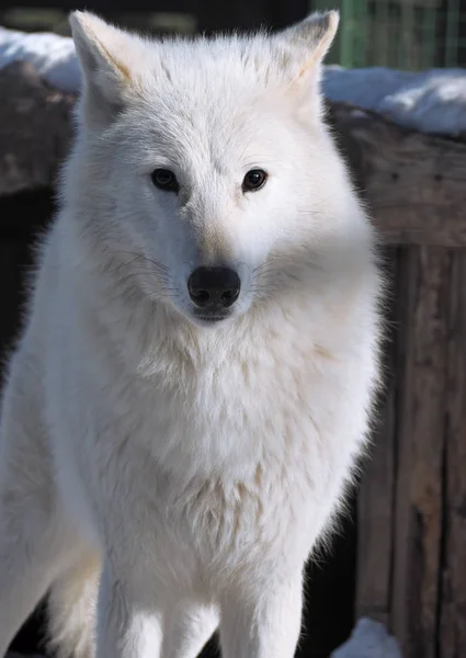 Portret Van Witte Wolf Sneeuw Donkere Pagina — Stockfoto