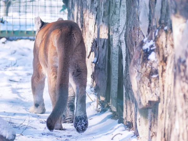 雪の危険なクローズ アップでプーマ — ストック写真