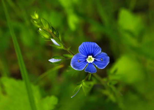 Blauwe Wild Bloem Het Gras — Stockfoto