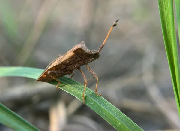 Brun Bugg Den Gröna Gras — Stockfoto