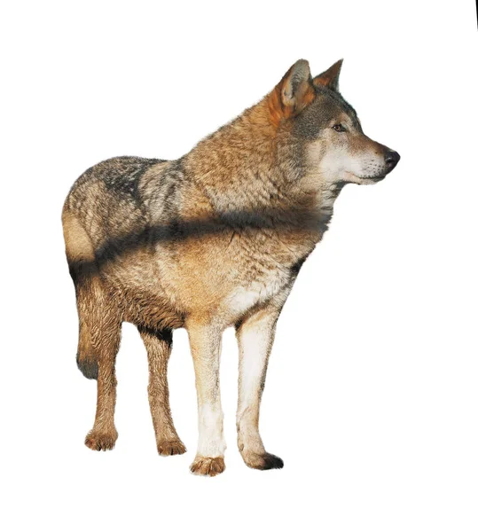 Wolf Steht Grau Voller Größe Niedlich — Stockfoto