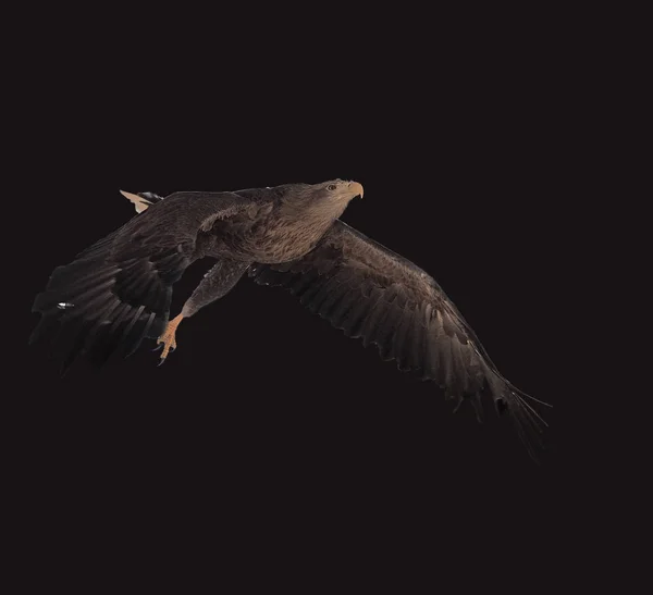 Eagle Black Flying Serious Full Size Isolated — Stock Photo, Image