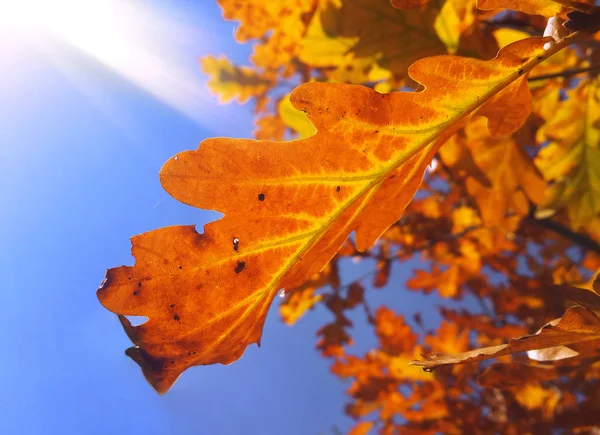 Orange Oak Leaf Sun Rays View — Stock Photo, Image