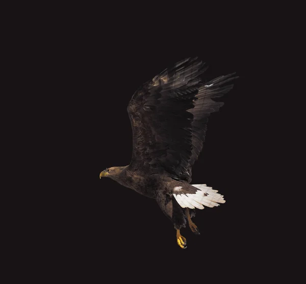 Eagle Zwarte Vliegen Ernstige Fullsize Geïsoleerd — Stockfoto