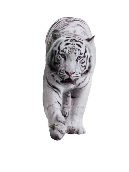Белый Большой Тигр Panthera Tigris Bengalensis Ходьба Изолированы Черном — стоковое фото