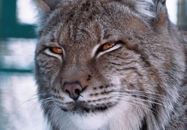 Zblízka Portrétní Lynx — Stock fotografie
