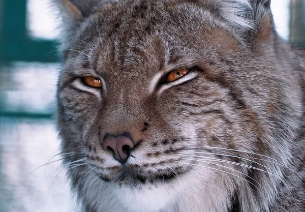 Lynx の肖像画を間近します — ストック写真