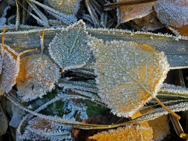 Primo Piano Delle Foglie Gialle Congelate — Foto Stock