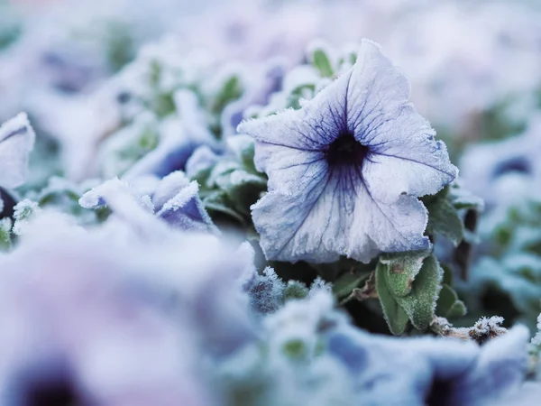 Fagyasztott Jeges Virág Természetes Háttér — Stock Fotó