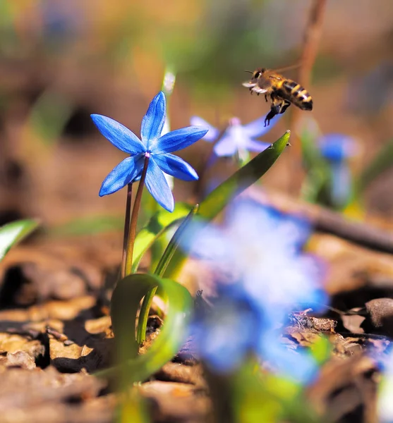 Bumble Bee Snowdrops Spring — Stock Photo, Image