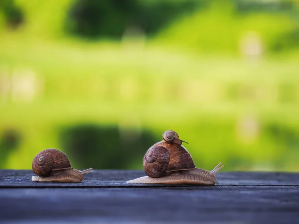 Schneckenbraun Auf Dem Grünen Untergrund Beim Rennen Blauen Wald — Stockfoto