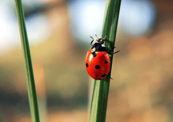 Coccinelle Grimpant Herbe Verte Sur Soleil — Photo