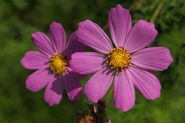 Purple Cosmos Flowers Natural Background — Stock Photo, Image