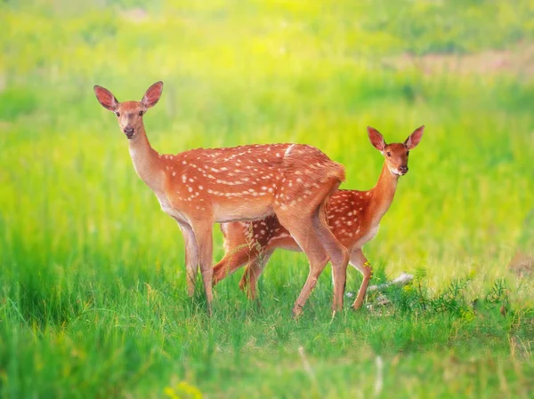 Deer at the grass at the meadow cute