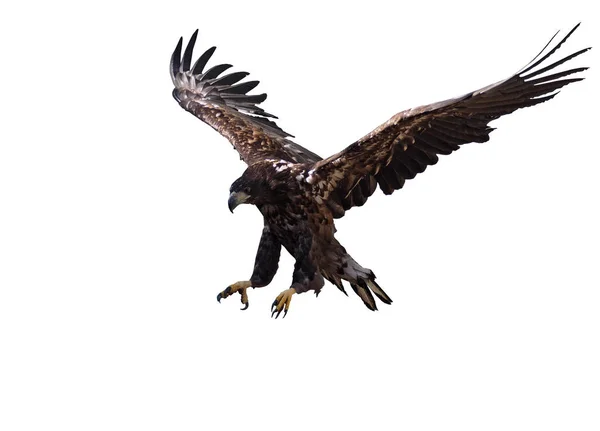 Uçak iniş beyaz izole kartal