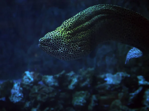 Φίδι Murena Στίγματα Στο Μπλε Θάλασσας Κοντά Κοράλλια Στενή — Φωτογραφία Αρχείου