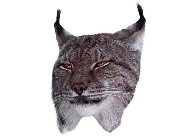 Lynx Bliska Głowę Białym Tle — Zdjęcie stockowe