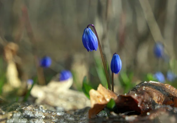 Close Gotas Neve Grama — Fotografia de Stock