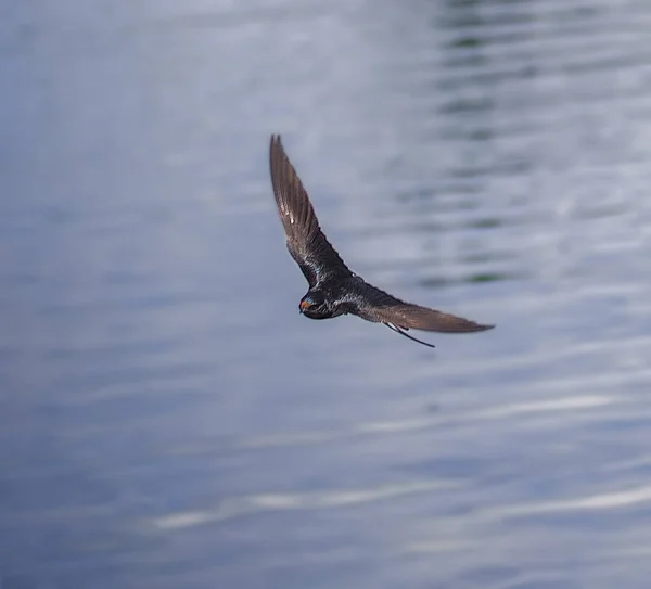 Swallow Flight Lake — Stock Photo, Image