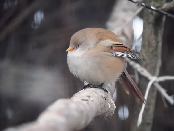 Kleiner Süßer Vogel Sitzt Ast — Stockfoto