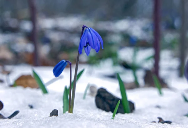 Snowdrop Snön Med Liten — Stockfoto