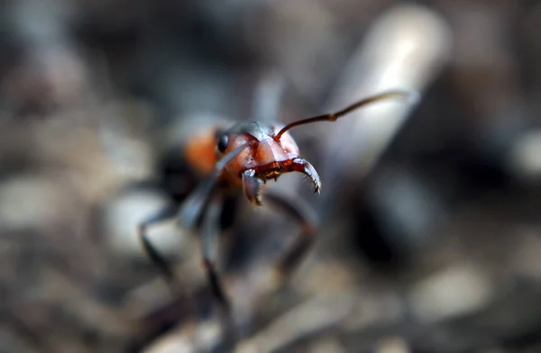 Ant Krigare Med Öppnade Munnen — Stockfoto