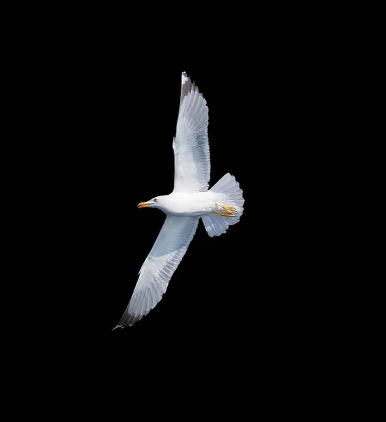 Seagul Flyger Mörk Bakgrund — Stockfoto