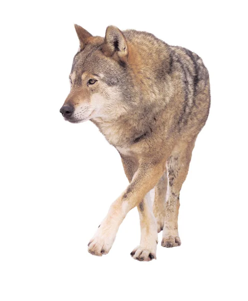 Wolf Läuft Grau Voller Größe Niedlich — Stockfoto