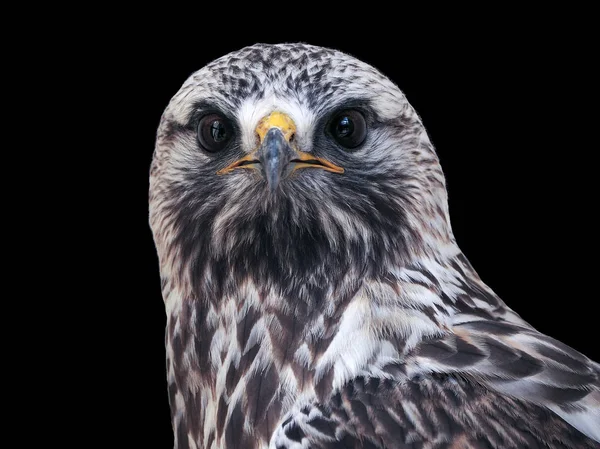 Falcon Mirando Cámara Cerca Vista Frontal Aislado Negro — Foto de Stock