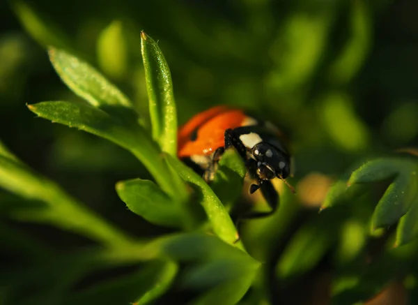 Coccinelle Tachetée Rouge Grimpant Herbe Verte — Photo