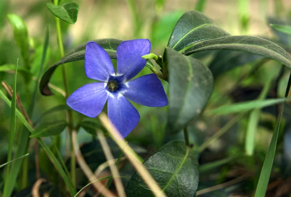 Prachtige Blauwe Bloem Het Groene Gras — Stockfoto