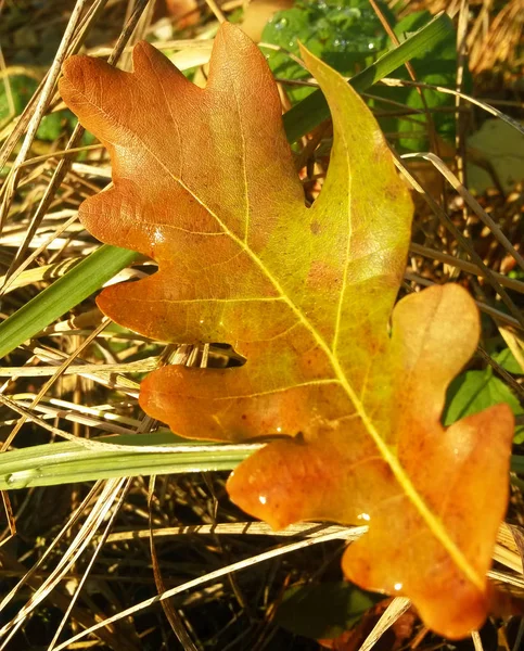 Colorful Oak Leaf Ground — Stock Photo, Image