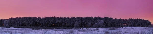 夕日のパノラマ後冷凍パイン フォレスト — ストック写真