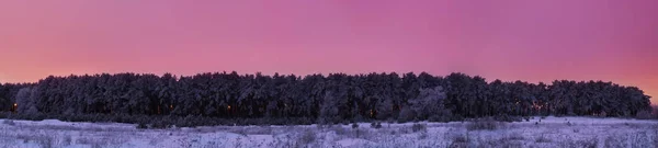 Donmuş çam ormanı sonra günbatımı panorama