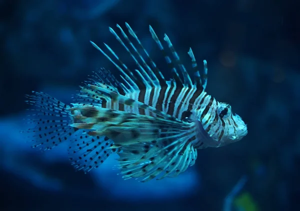 Ryby Niebieski Rogata Pterois Głębokim Oceanie Zbliżenie — Zdjęcie stockowe