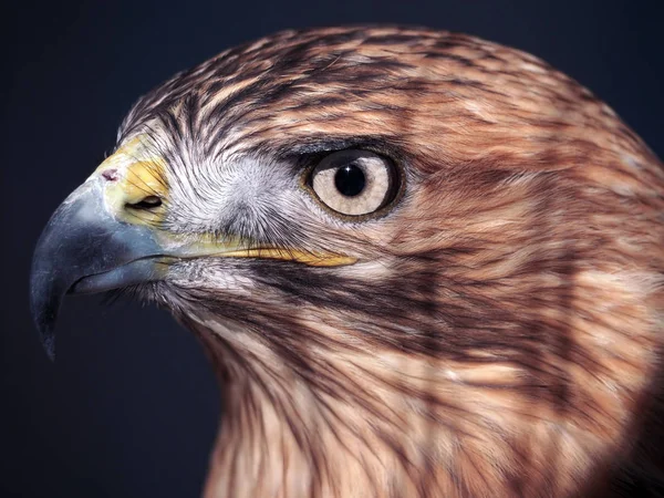 Hawk Buteo Primer Plano Tonos Rojos Azules Mirando Izquierda Seria — Foto de Stock