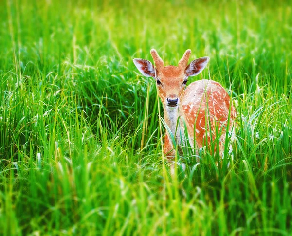 Rehe Gras Auf Der Wiese — Stockfoto