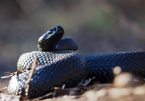 Serpiente Negra Bosque Las Hojas Acurrucadas Vista Bola Desde Suelo —  Fotos de Stock