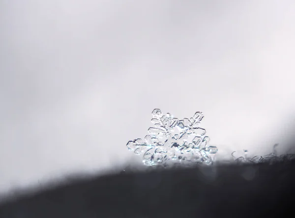 Snöflinga Vacker Det Svarta Materialet Som Stjärna Havet Kusten — Stockfoto