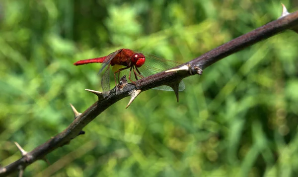 Rode Grote Libelle Zit Aan Doorn — Stockfoto